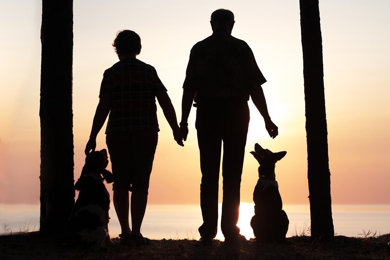 bordercollie, springer spaniel, dog Friendshipphoto preview