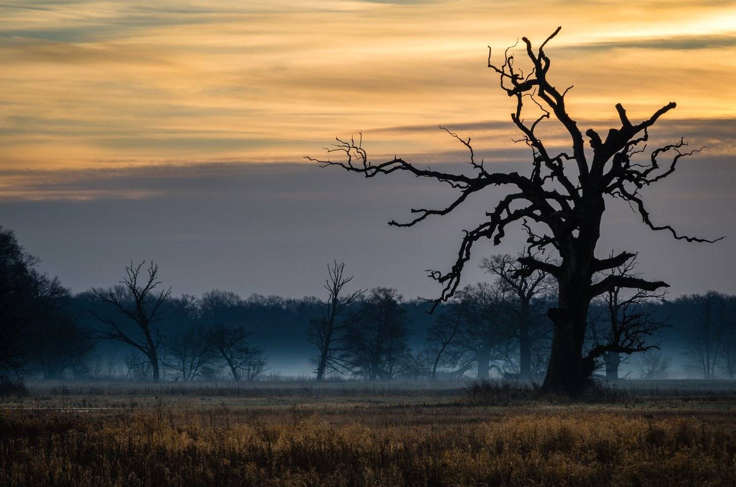 Evening in the meadows. Автор: Maciej Werbliński , Maciej Werbliński