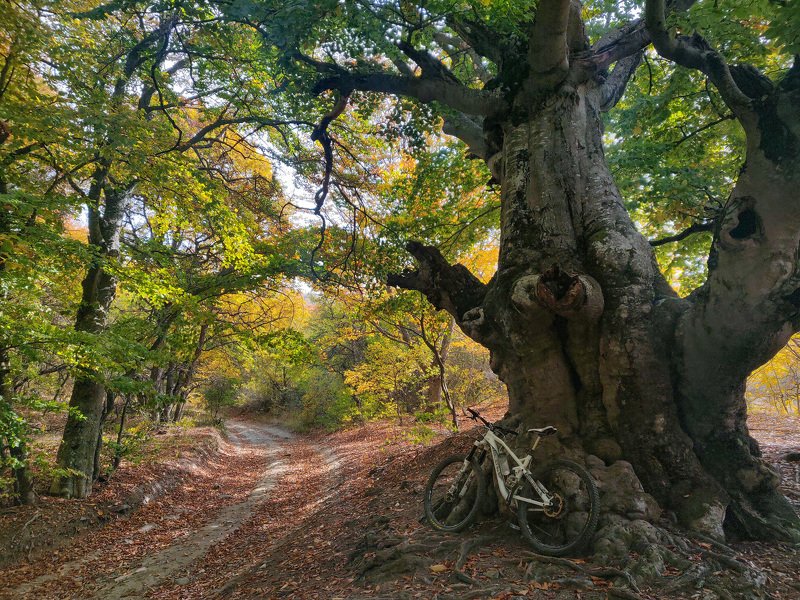 Крым, лес, вело, алушта В лесах Крыма фото превью