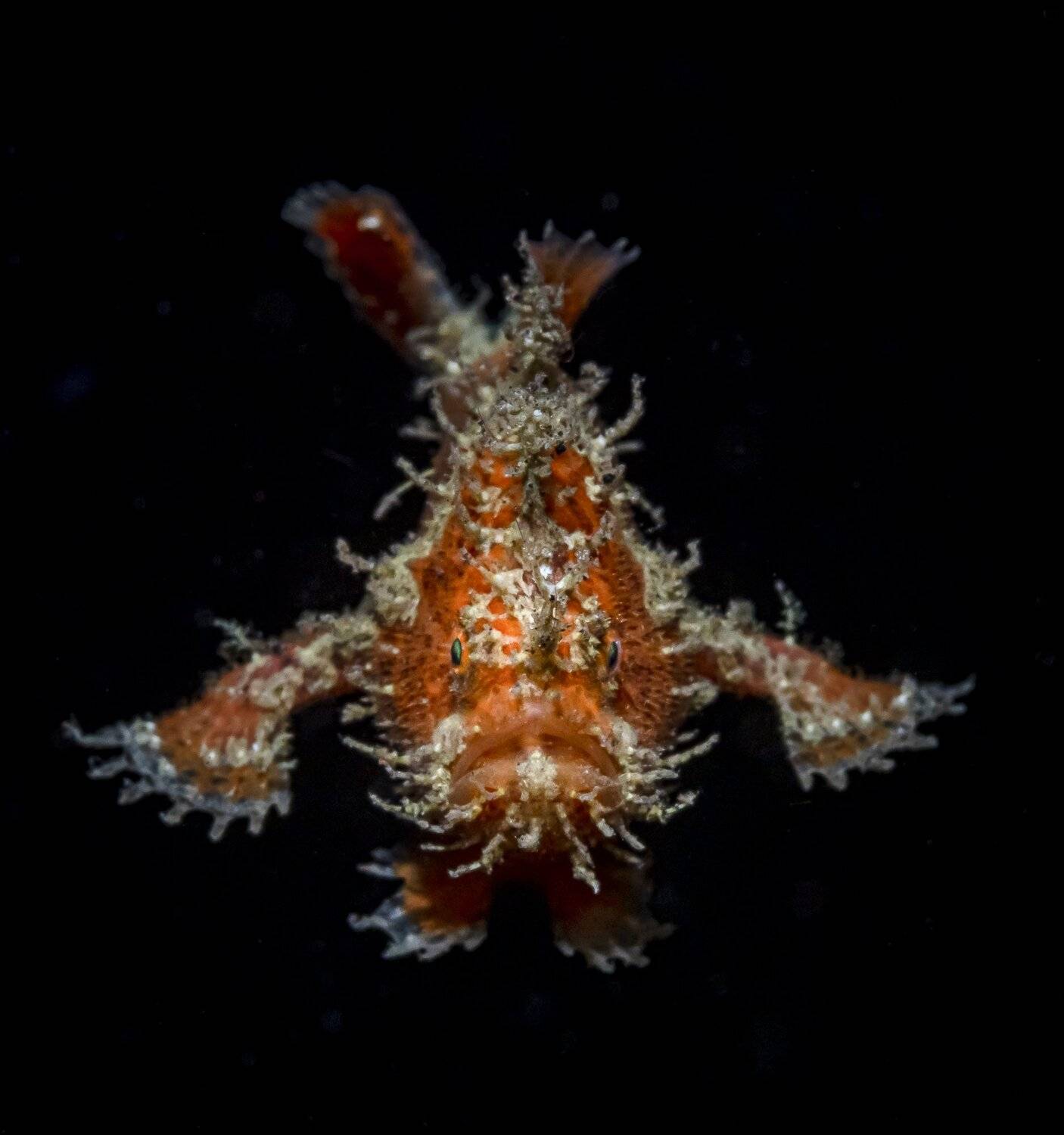 Frogfish, Андрей Савин