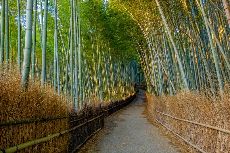 Бамбукphoto preview