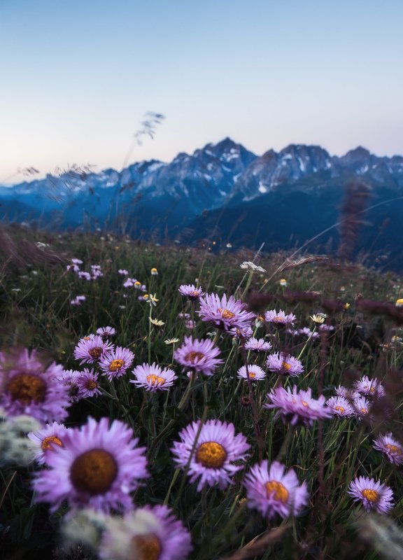 Сочи, горы, Красная Поляна, пейзаж, лето Альпийские цветыphoto preview