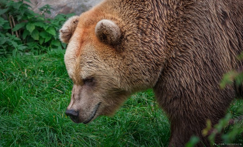 bear, медведь, фотоохота, анималистика, дикая природа, природа, лес, животные, nature, wildlife, animal, wildlifephoto Iso karhuphoto preview