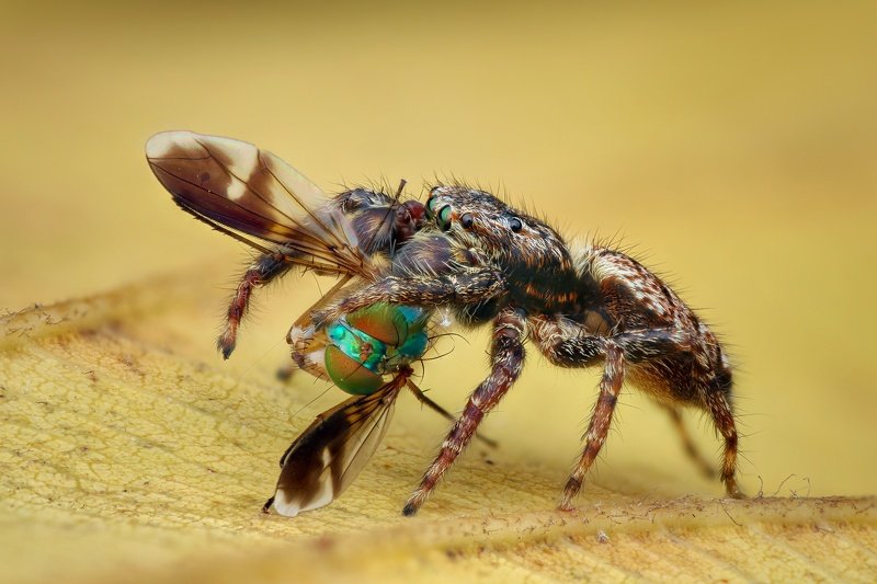 Macro, spider, Jumping spiderphoto preview
