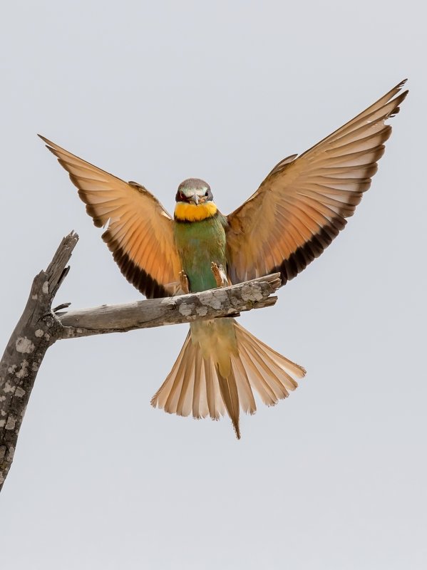 ПётрРогов,фотограф,дикаяприрода,динамика,птицы,орнитология,фотоохота,золотистаящурка,пчелоедка,canon5dmarkiii,canon600mmf4,birds,ornitology,dinamiс,wildnaturephotography,wildnature,Israel,Израиль,wildnaturephotography,wildnature Золотистая щурка photo preview