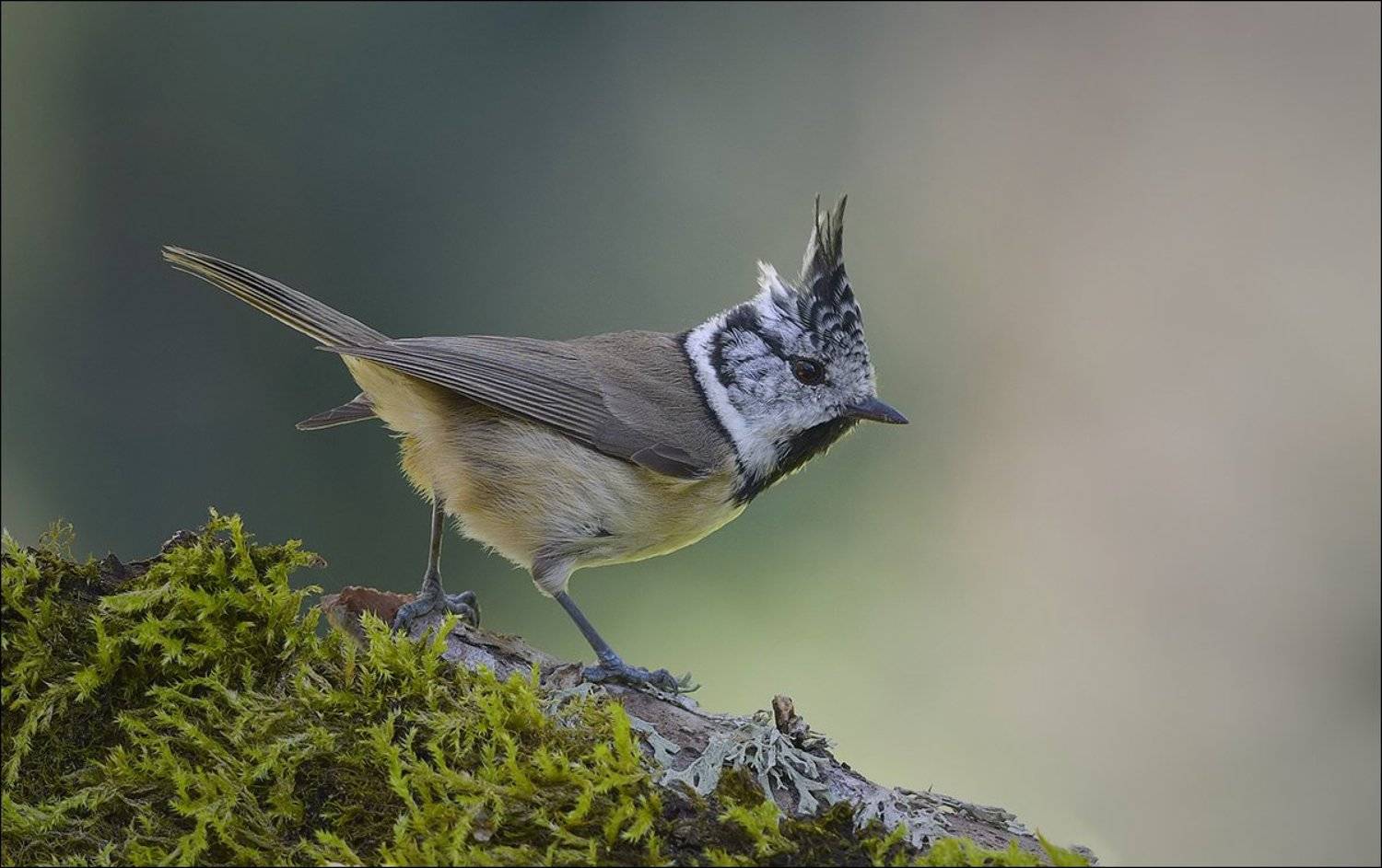 гренадёрка, Андрей Медведев