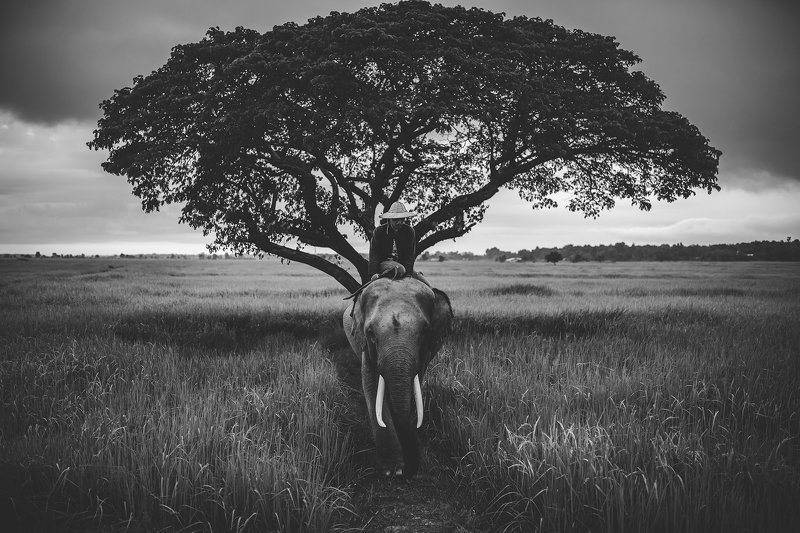 elephant,animal,Thai,Thailand,blackanndwhite,Asia, Outside Safariphoto preview