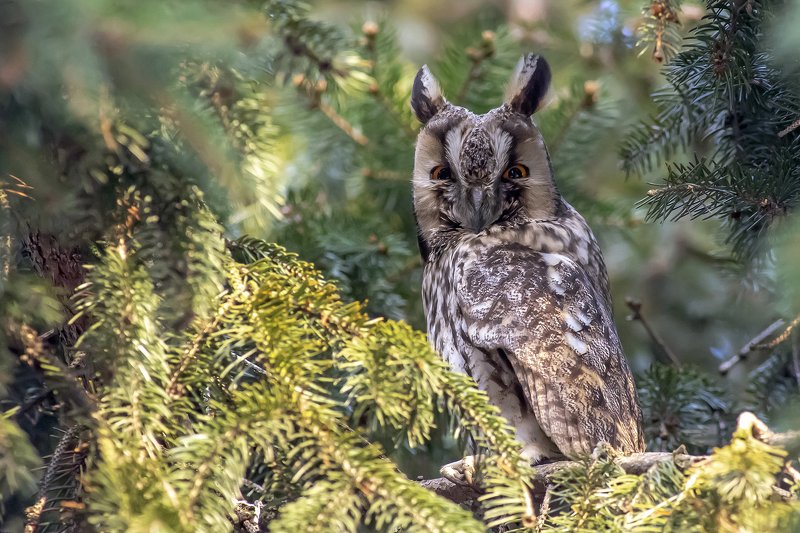 Long-eared owlphoto preview