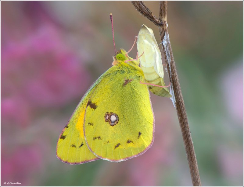желтушка,куколка,день,рождения День рождения фото превью