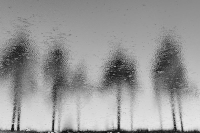 Сосны и дождь photo preview