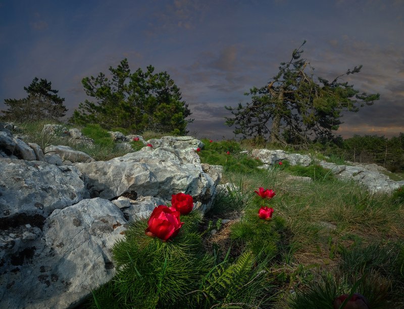 Крым, Ай-Петри, Ялта, горы, пион,  фото превью