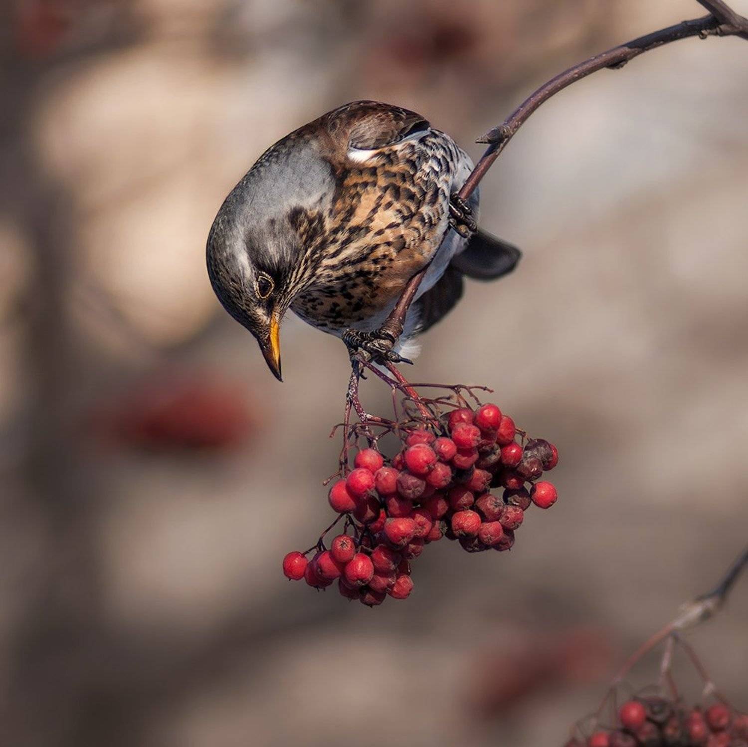 Дозрела?. Автор: Татьяна Москальчук , Татьяна Москальчук