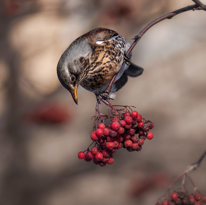 Дозрела?photo preview