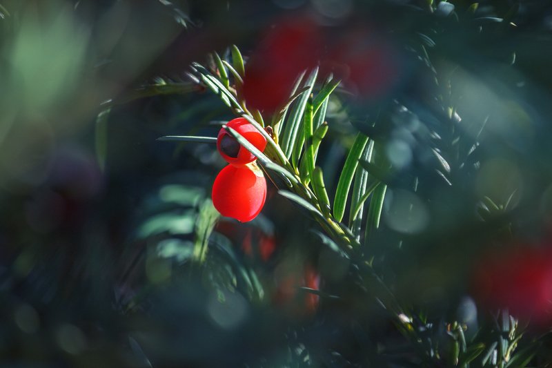 canon 55-250, beautiful, красивый, moment, момент, nature, природа, yew, тис, thicket, чаща, осенний, autumn, осень, Притаившаяся опасность.photo preview