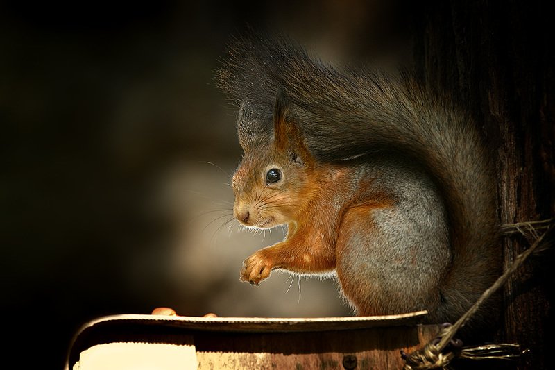 Про белокphoto preview