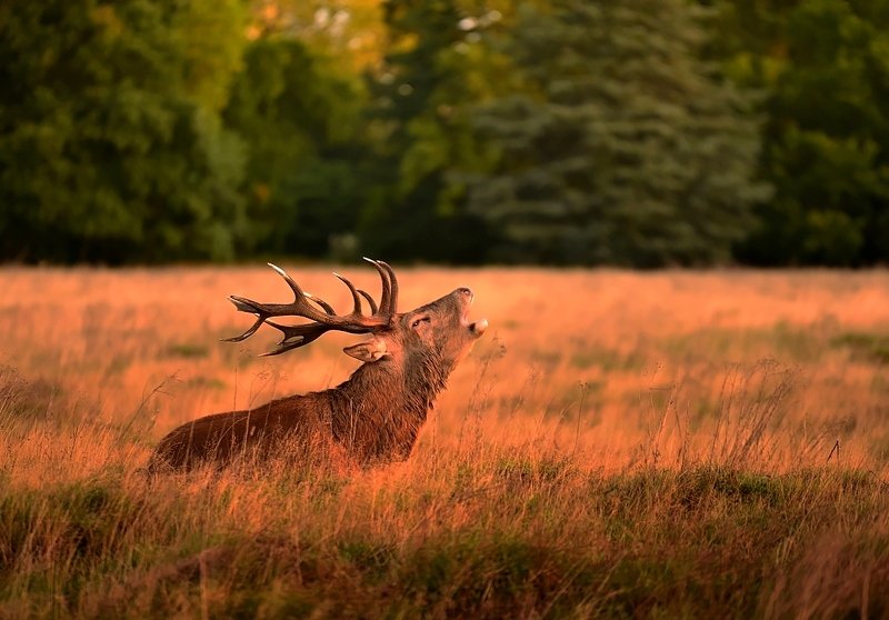 W O L Fphoto preview