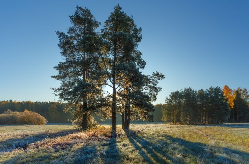 павловскийпарк, павловск, питер, пейзаж, природа, рассвет, павловский парк Зима . . . проба пера)photo preview
