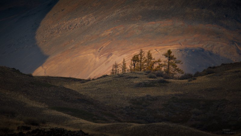 алтай, горы, курай, курайская степь, лиственницы, юпитер Юпитерphoto preview