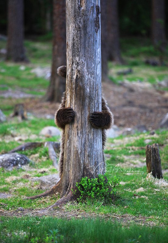 Раз, два, три, четыре, пять, кто не спрятался, я не виноват ... фото превью