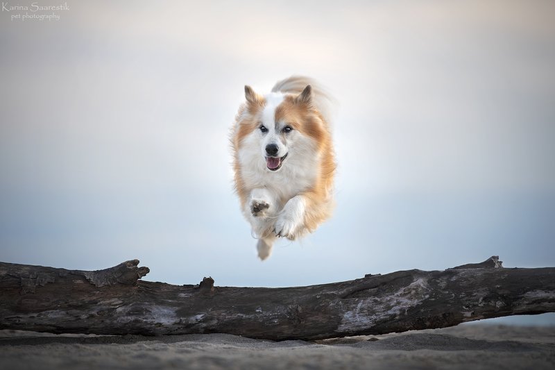 Icelandic sheepdog, dog Naskurphoto preview
