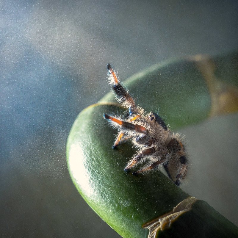 spider, jumping spider, паук, скакун Phiddipusphoto preview