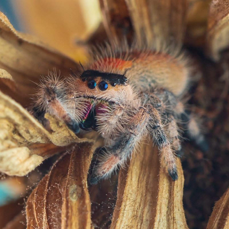 spider, jumping spider, паук, скакун Phiddipus #2photo preview