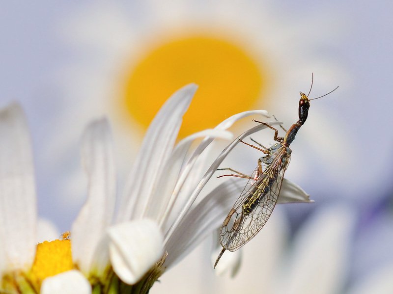 верблюдка. Верблюдка.photo preview
