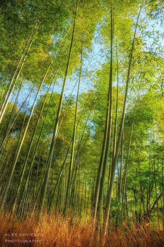 Когда деревья были большиеphoto preview