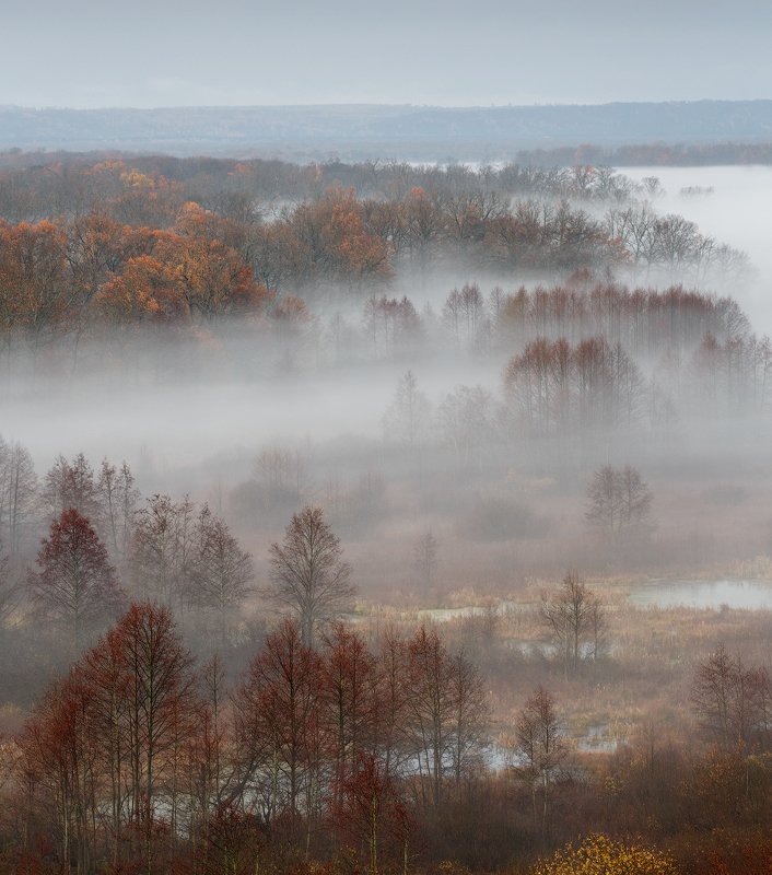 природа утро  туман деревья осень Во время осениphoto preview