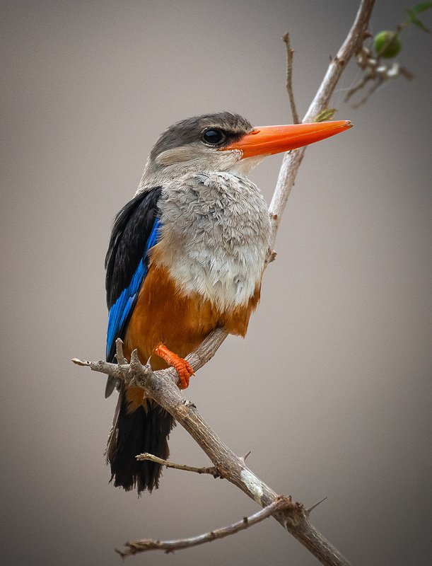 Grey-headed kingfisher bards Grey-headed kingfisherphoto preview