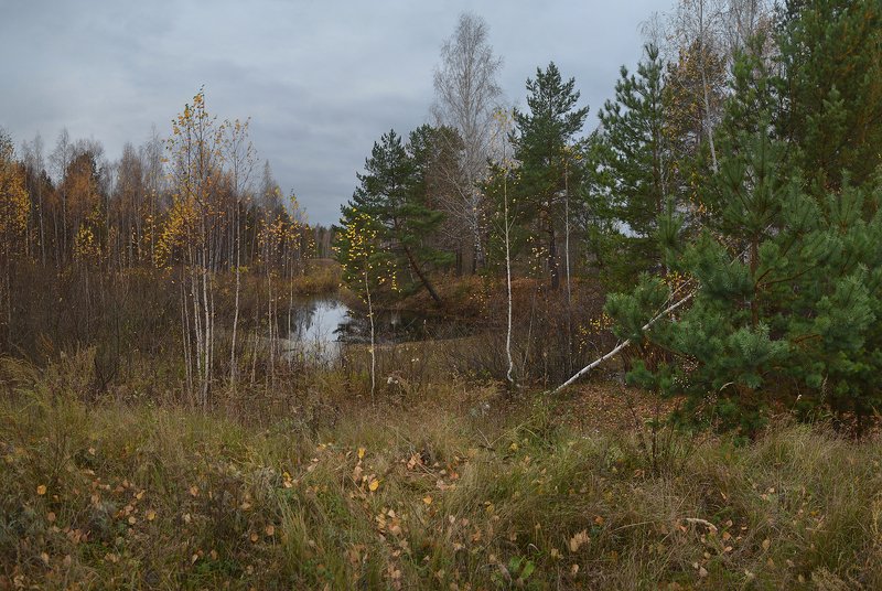Берёзки. Осенний вечер фото превью