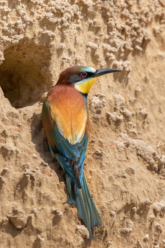 ПётрРогов,фотограф,дикаяприрода,динамика,птицы,орнитология,фотоохота,золотистаящурка,пчелоедка,canon5dmarkiii,canon600mmf4,birds,ornitology,dinamiс,wildnaturephotography,wildnature,Israel,Израиль,wildnaturephotography,wildnature Золотистая щурка photo preview