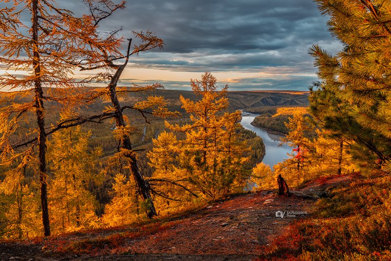саха якутия, якутиямоя, нерюнгри, чульман, осень, желтый Желтоеphoto preview