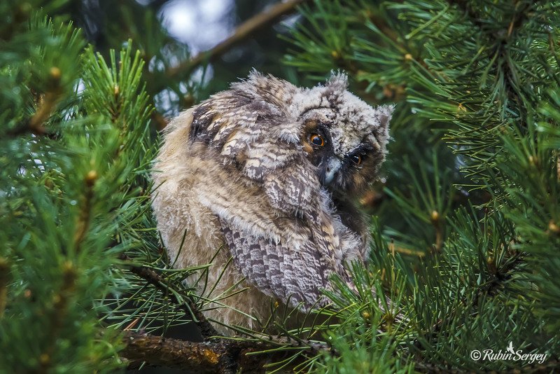 сова, ушастая сова, птицы, Asio otus Кто здесь?photo preview