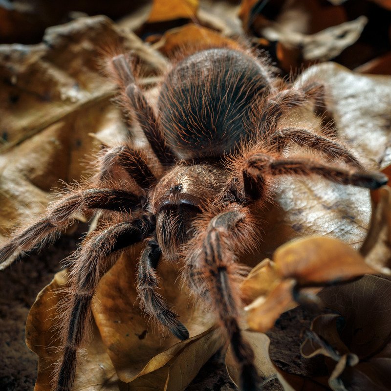 паук, spider grammostola roseaphoto preview