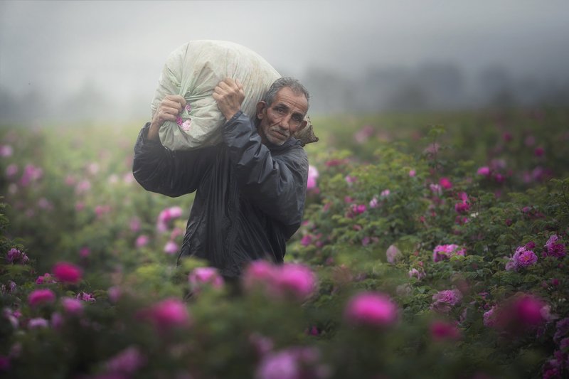 Picking rosesphoto preview