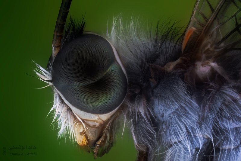 blues, butterfly, art, nu, artistic, erotica, eroticism, face, girl, lenin1968, naked, body, nu, nude, photo, photography, portrait, prtrait, rostikrst, sexual, still, life, астры, бабочка, блики, божья, коровка, болгария, герань, луговая, голубянка, гриб Owlflyphoto preview