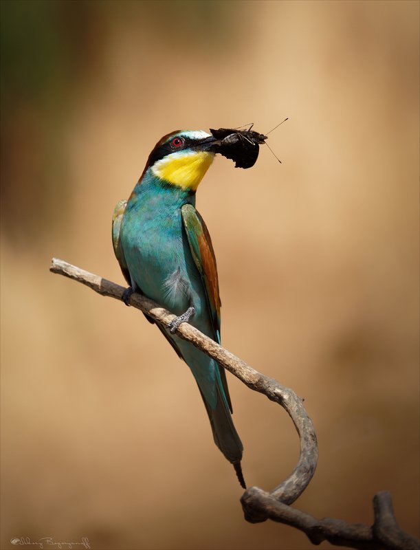 В гости к Щурке.photo preview