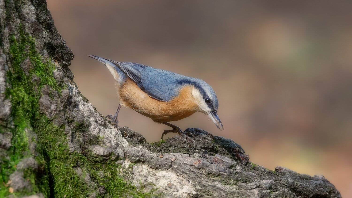 Про поползня на берёзе. Автор: Alexander Plekhanov , Alexander Plekhanov