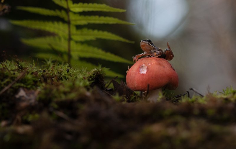 Лягушонокphoto preview