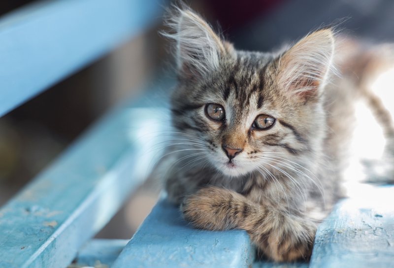 Машкаphoto preview