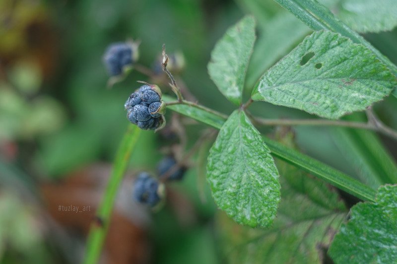 ежевика, кубанская природа, флора, гелиос 44 Про Кубанскую ежевикуphoto preview