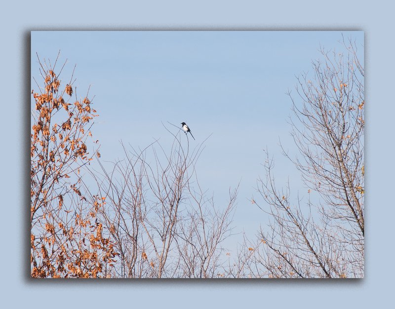 осень, небо, голубое небо, сорока, Под голубыми небесами осениphoto preview