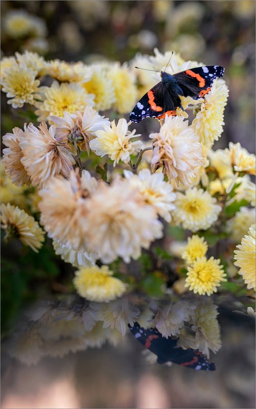 Трепещут нежные крылышкиphoto preview