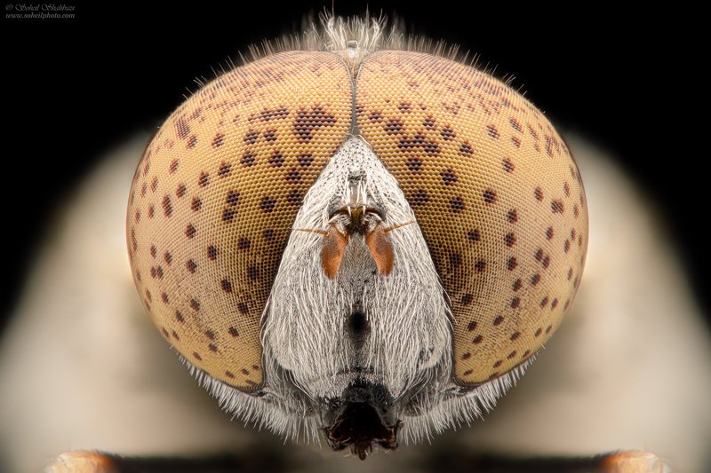 macro,macro photography, soheil shahbazi,insect Eristalinus aeneusphoto preview