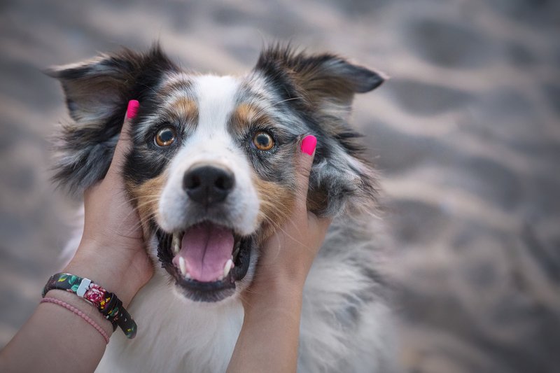 Australian sheepdog, dog Lexaphoto preview