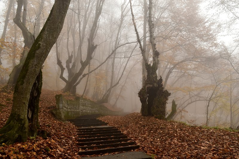 Причуды осени туманной..photo preview