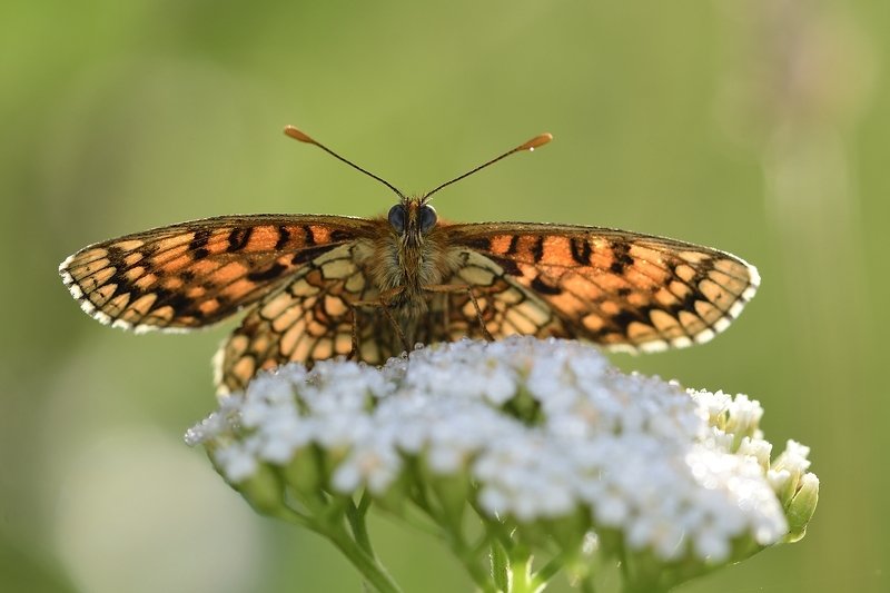 бабочка  butterfly бабочкаphoto preview