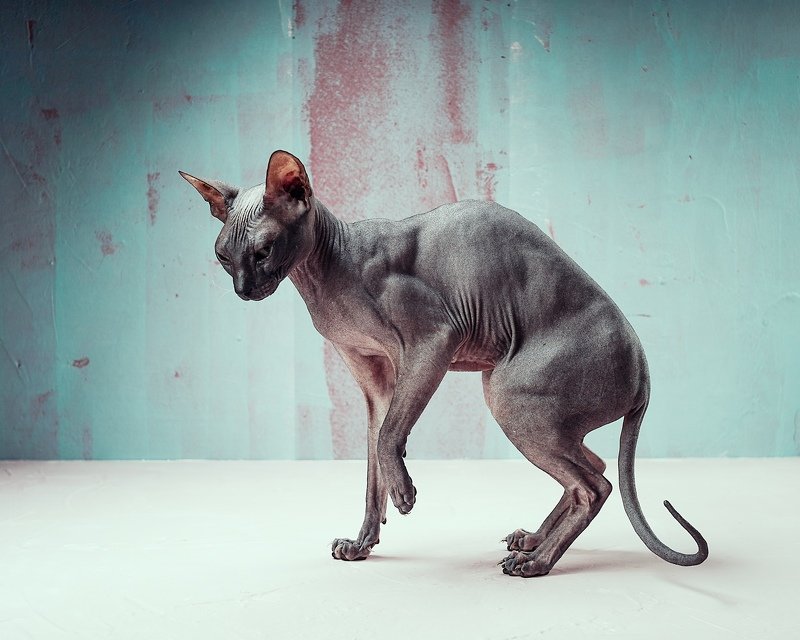 донской сфинкс кошки фэшн нонконформизм Кошкаphoto preview