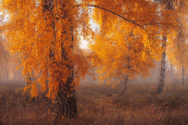 Аурумphoto preview